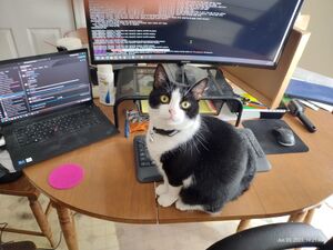 Monty sits in front of my work area at home