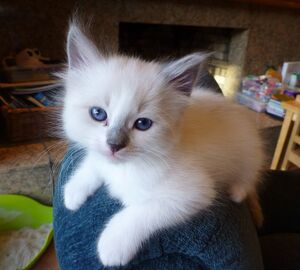 Juvenile Ragdoll