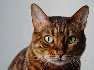 a Bengal cat, headshot